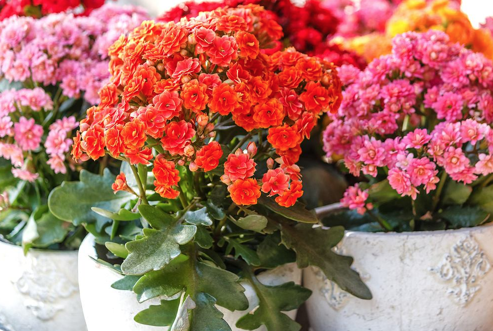 Kalanchoe blossfeldiana - wszystko co trzeba wiedzieć