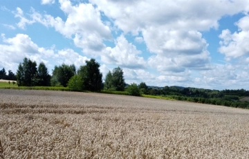 Zdjęcie główne ogłoszenia Działki w Sufczynie w Cichej Okolicy