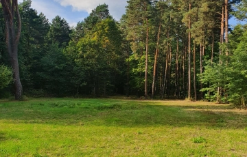 Zdjęcie główne ogłoszenia z lasem i Mienią, wz, skrzynkaz prądem