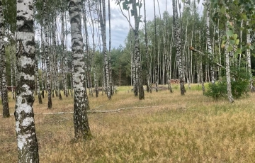 Zdjęcie główne ogłoszenia Działki budowlane w Klotyldzinie