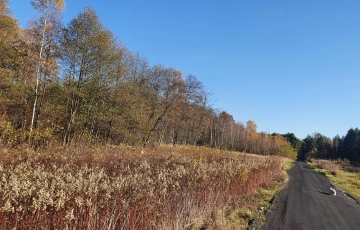 Zdjęcie główne ogłoszenia widok na las, możliwość podziału, rozwojowa