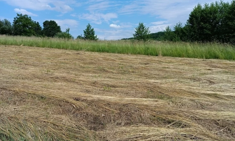 Wieliczka Sułów działka rolna przy asfalcie | Zdjęcie główne