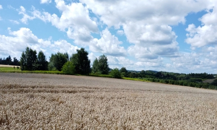 Działki w Sufczynie w Cichej Okolicy | Zdjęcie główne