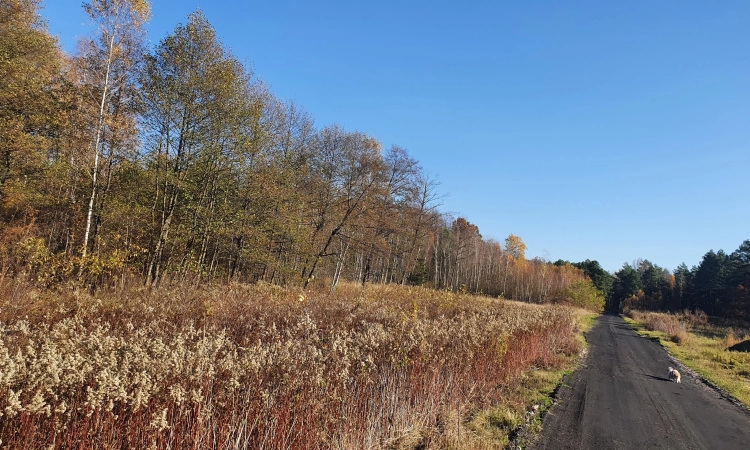 widok na las, możliwość podziału, rozwojowa | Zdjęcie główne